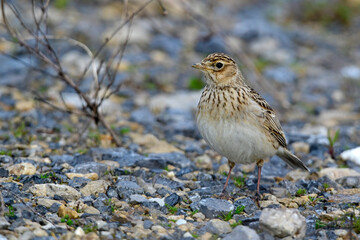 Feldlerche // Eurasian skylark (Alauda arvensis)