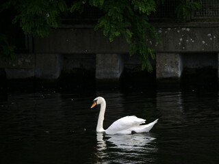 Gans spiegelt sich im Wasser der Spree.