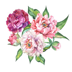 bouquet of pink peonies.watercolor