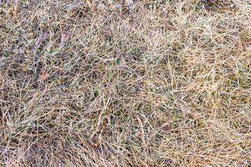 Spring dry grass, natural background top view.