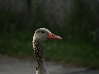 Nahaufnahme vom Kopf einer Ente.