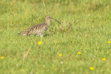 Curlew, bird, wild live, wilderness, on the meadow, landscape format