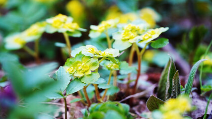 Chrysosplenium alternifolium in nature