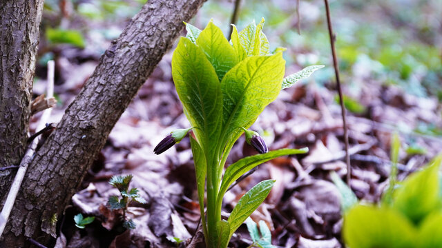 Scop&oacute;lia in nature