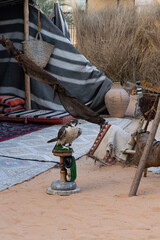 Falcon at Arab Bedouin camp - 428734032