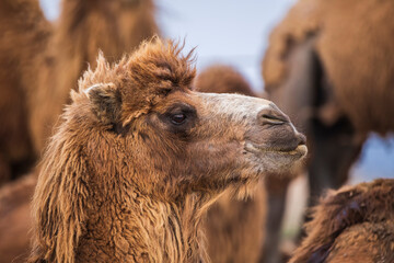 A herd of camels looking at the camera