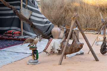 Falcon at Arab Bedouin camp - 428734077