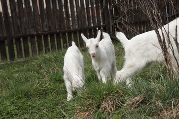 The goats grazes on the green grass.  A clutch of three white goats standing among the green grass on a warm spring day.  Family of a mother and her two children.