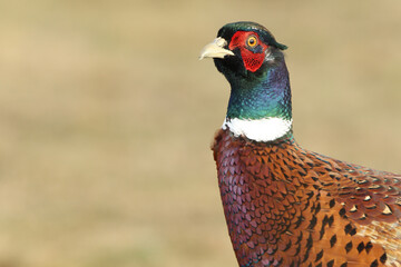 pheasant male in the field