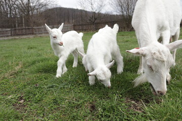 The goats grazes on the green grass.  A clutch of three white goats standing among the green grass on a warm spring day.  Family of a mother and her two children.