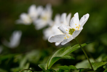 Beautiful white flowers of Wood anemone in a dark forest