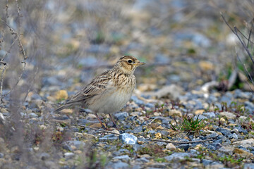 Feldlerche // Eurasian skylark (Alauda arvensis)