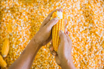 A man peeling dry seed corn