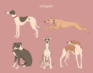 Whippet dog. hand drawn style vector design illustrations. 
