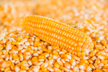 image of dry corn grains background