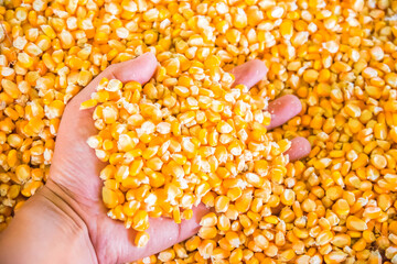 dry grains of corn in a hand