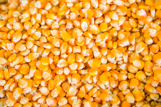 image of dry corn grains background