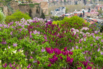 Lilac garden, colorful lilac blooming, spring flower