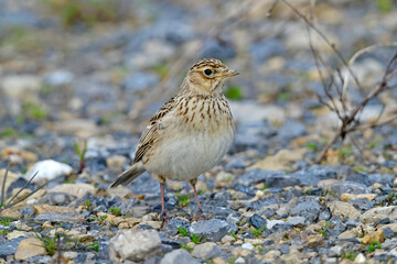 Feldlerche // Eurasian skylark (Alauda arvensis)
