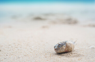 Puffer fish dead on the beach, climate change concept, global warming