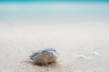 Puffer fish dead on the beach, climate change concept, global warming