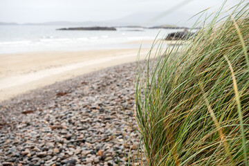 Green tall grass in focus, emty sandy beach out of focus. West coast of Ireland,. Irish nature landscape. Nobody. Scenery shore of Atlantic ocean