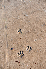 Dog foot prints on a sand. Animal trail.