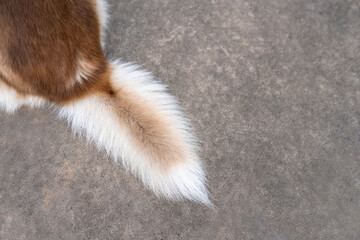 Closeup top view copper Siberian husky tail on concrete or cement ground as a background with copy space © 9gifts