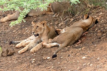 Naklejka na ściany i meble Lion (Panthera leo somaliensis). Nyerere National Park. Tanzania. Africa.