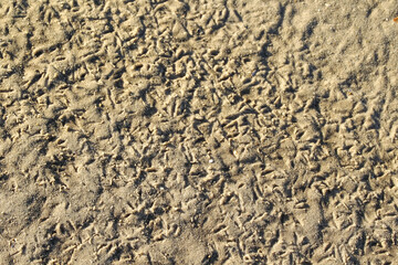 sand with animal footprints