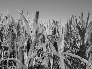 Cornfield. Young corn is growing in the field. Agricultural industry. Black and white photo