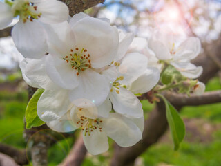 Blooming apple tree.