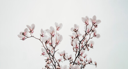 Magnolia x soulangiana (Saucer magnolia) blooming on early spring