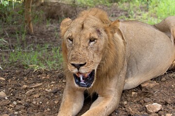 Lion (Panthera leo somaliensis). Nyerere National Park. Tanzania. Africa.