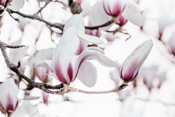 Magnolia x soulangiana (Saucer magnolia) blooming on early spring