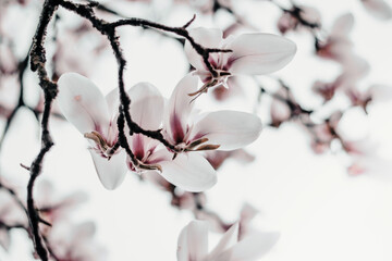 Magnolia x soulangiana (Saucer magnolia) blooming on early spring