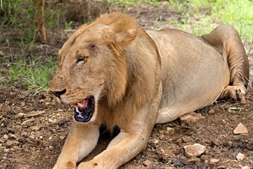 Lion (Panthera leo somaliensis). Nyerere National Park. Tanzania. Africa.