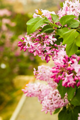 Lilac garden, colorful lilac blooming, spring flower