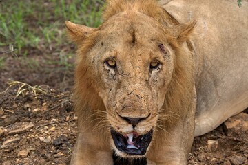 Obraz premium Lion (Panthera leo somaliensis). Nyerere National Park. Tanzania. Africa.