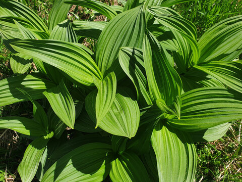 Close-up of the green leaves of veratrum viride or veratrum album.