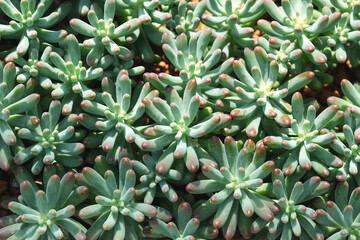 Obraz premium Closeup image of Jelly beans sedum cactus or Sedum pachyphyllum in botanic garden