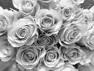 Bouquet of roses close-up in black and white. Black and white photo