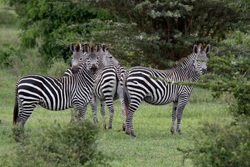 Fototapeta na wymiar Plains Zebra(Equus quagga). Nyerere National Park. Tanzania. Africa.