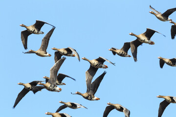 goose in flight
