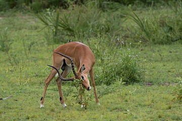 Impala (Aepyceros melampus). Nyerere National Park. Tanzania. Africa.