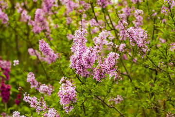 Obraz premium Lilac garden, colorful lilac blooming, spring flower