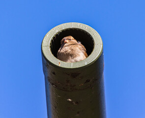 kleiner Spatz ruht sich aus in einem Kanonenrohr eines Panzers