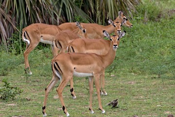 Impala (Aepyceros melampus). Nyerere National Park. Tanzania. Africa.