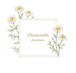 Chamomile flowers frame, line art drawing. Daisy wild flowers in gentle pastel colors. Floral vector rectangular border frame