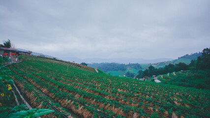 Obraz premium Nature travel.